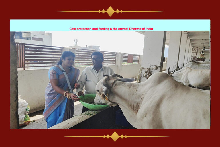 Cow Feeding