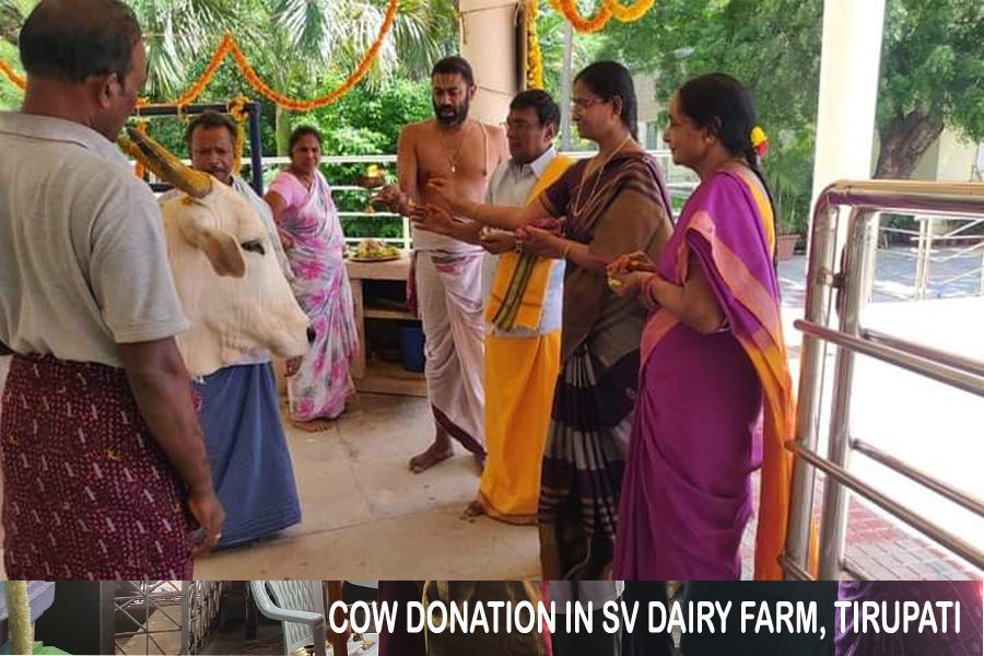 cow donation